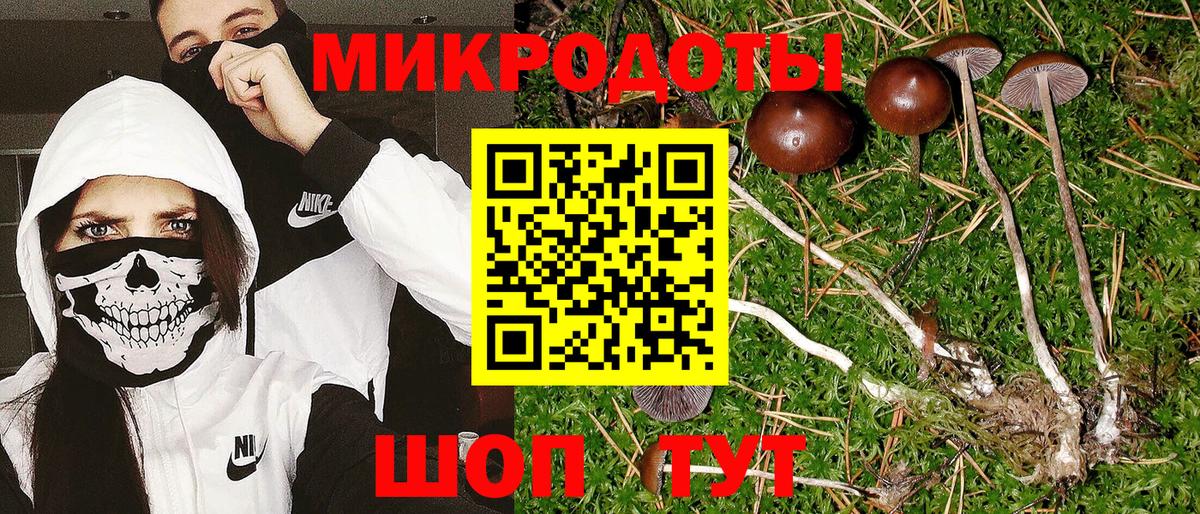 Галлюциногенные грибы Psilocybe Черкесск