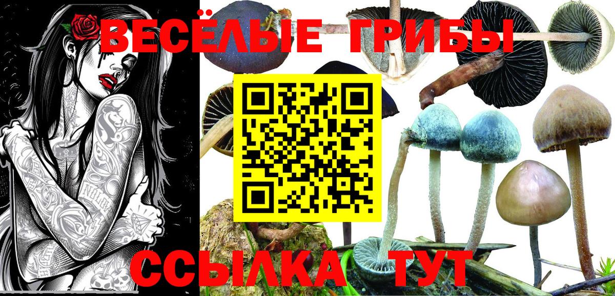 Псилоцибиновые грибы Psilocybine cubensis  Вход с VPN  Галлюциногенные грибы GOLDEN TEACHER  Черкесск 